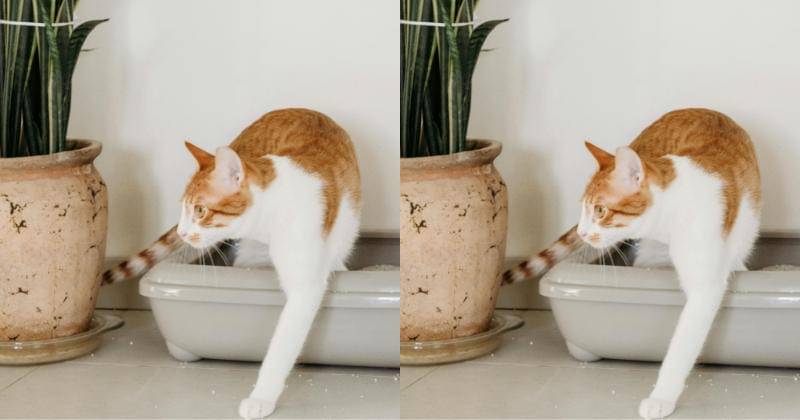 Pexels/NadiyeOdabasi